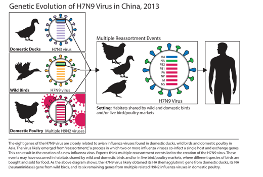 Evolution of flu virus