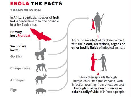 Ebola the facts